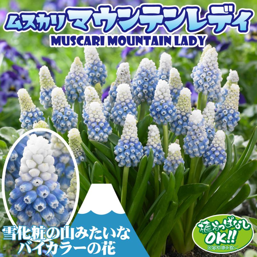国華園 ムスカリ 球根 マウンテンレディ 10球 ムスカリの球根 秋植え