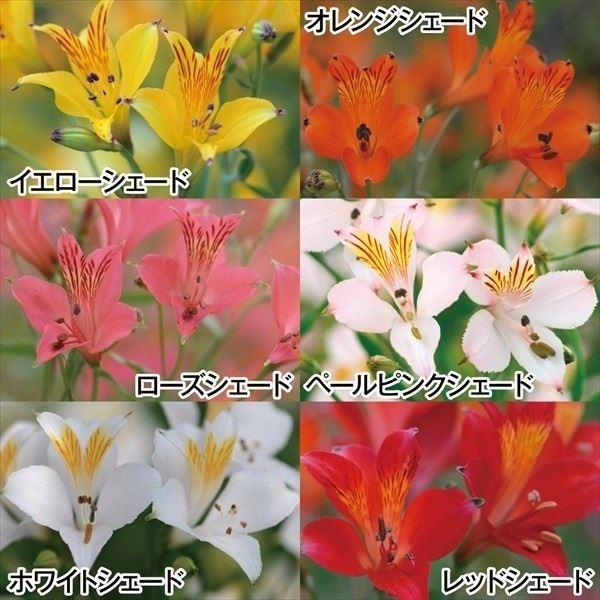 国華園 アルストロメリア 球根 6色セット 6色30球(各5球