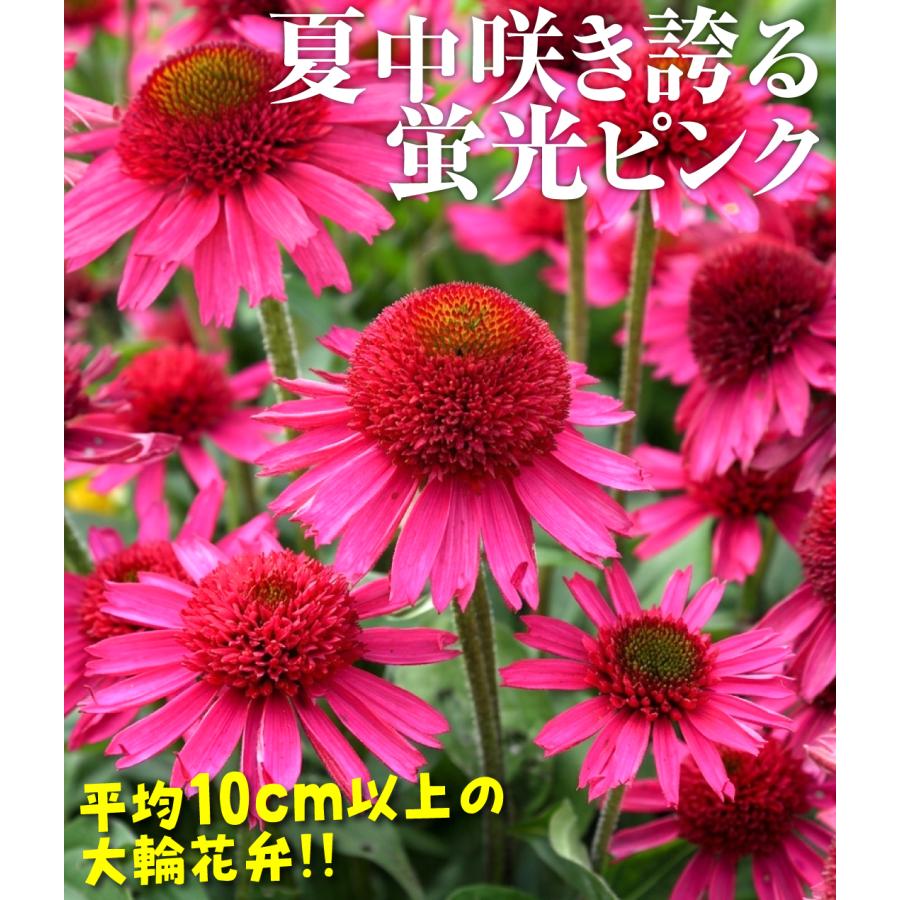 国華園 花苗 エキナセア デリシャスキャンディ 1株 / 花の苗 多年草