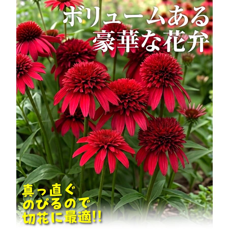国華園 花苗 エキナセア ダブルスクープ クランベリー 1株 / 花の苗