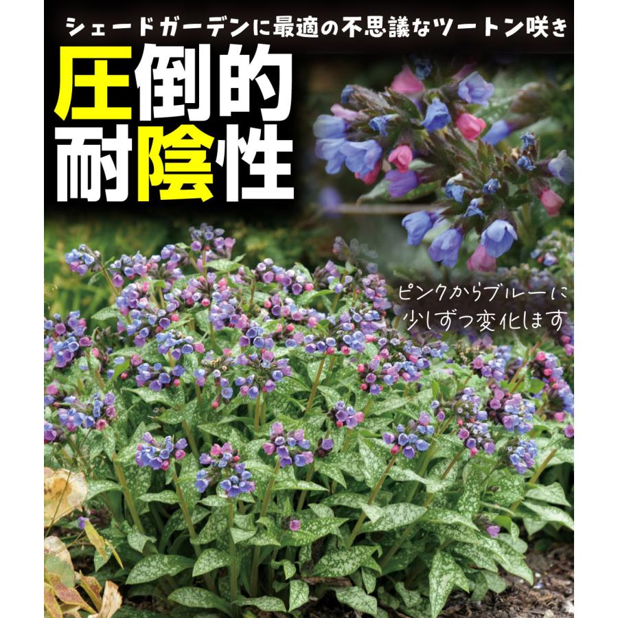 国華園 花苗 プルモナリア ピンクアブルー 1株 / 花の苗 PW ペレニアル