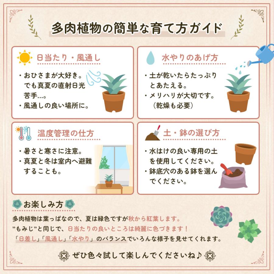 国華園 多肉植物 センペルビューム おまかせセット (無選別) 3株 : 花