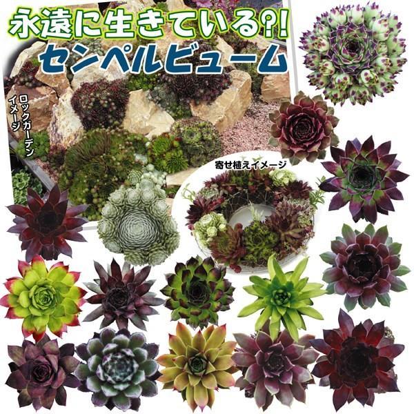 国華園 多肉植物 センペルビューム おまかせセット (無選別) 3株 : 花