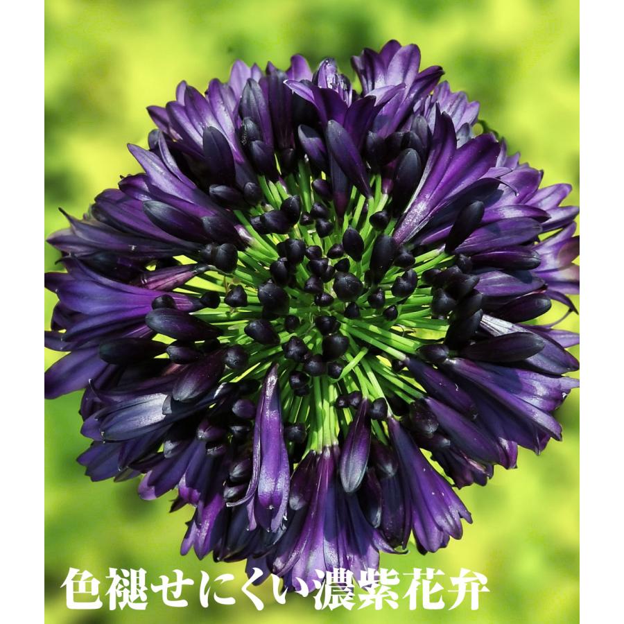 国華園 花苗 アガパンサス ブラックジャックPVP 1株 / 花の苗 濃紫花