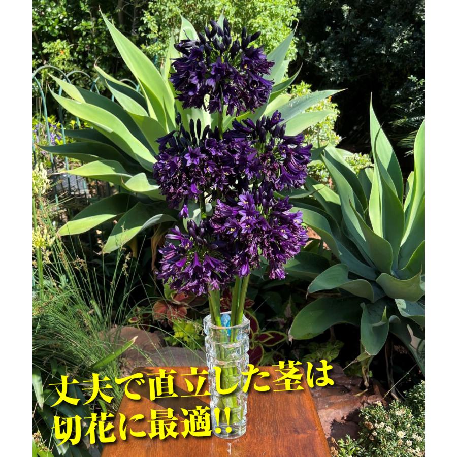 国華園 花苗 アガパンサス ブラックジャックPVP 1株 / 花の苗 濃紫花