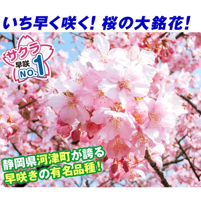 国華園 桜苗 河津桜 3株 接木1年生根巻苗(樹高約50〜80cm) 花木苗 : 花 