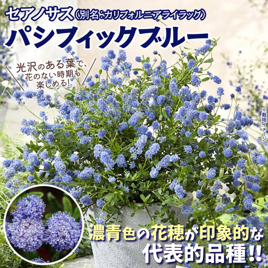 国華園 セアノサス苗 パシフィックブルー 1株 12cmポット苗