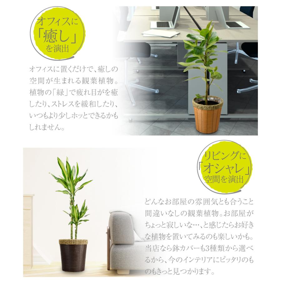 国華園 観葉植物 アルティシーマ ゴム 7号鉢 鉢カバー：白 / 本物 大型