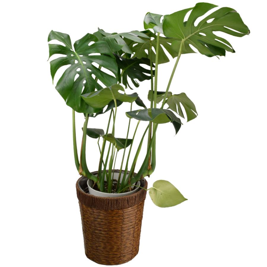 国華園 観葉植物 モンステラ 7号鉢 鉢カバー：茶 / 本物 大型