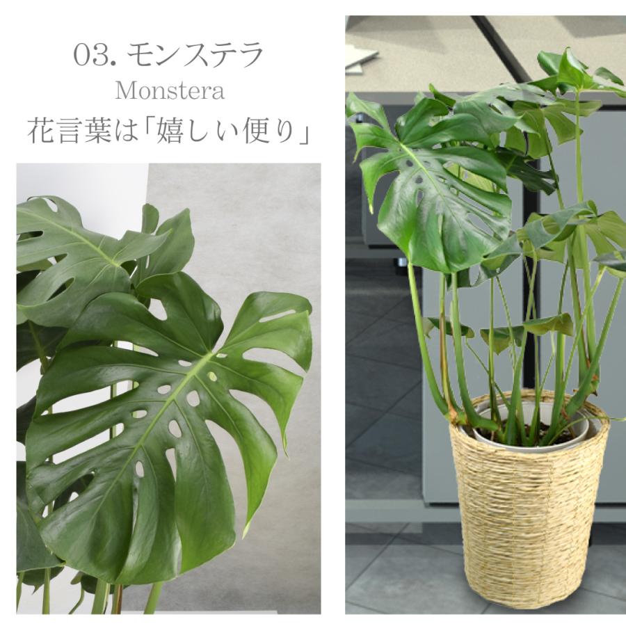 国華園 観葉植物 モンステラ 7号鉢 鉢カバー：茶 / 本物 大型