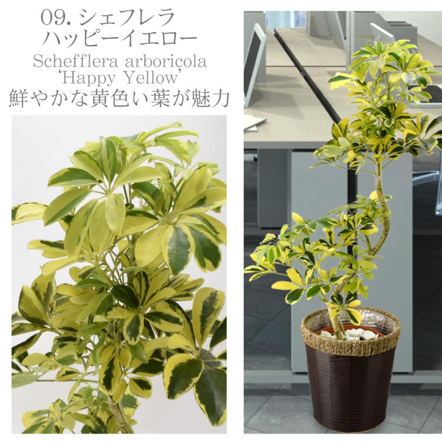 国華園 観葉植物 シェフレラ ハッピーイエロー 曲げ 7号鉢 鉢カバー