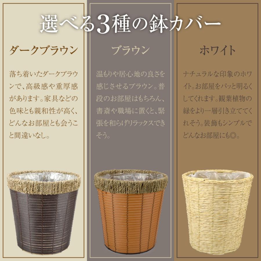 国華園 観葉植物 シェフレラ ハッピーイエロー 曲げ 7号鉢 鉢カバー