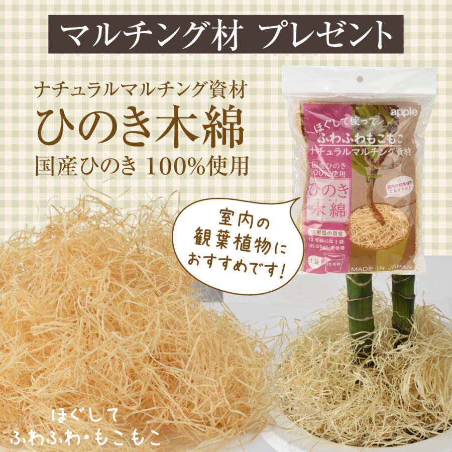 国華園 観葉植物 シェフレラ ハッピーイエロー 曲げ 7号鉢 鉢カバー