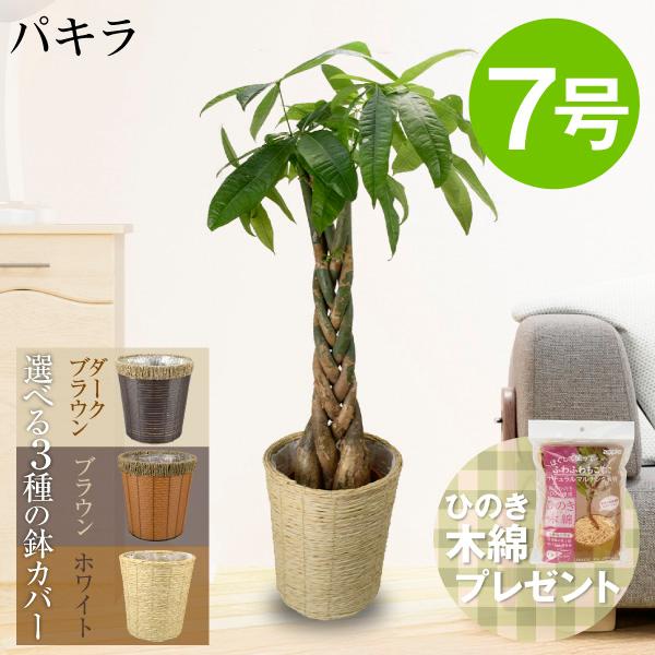 国華園 観葉植物 パキラ 7号鉢 鉢カバー：茶 / 本物 大型 インテリア
