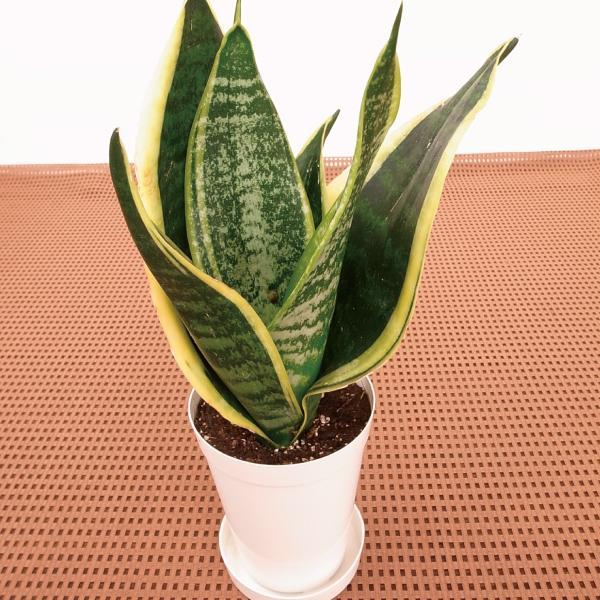 国華園 ミニ観葉植物 テーブル観葉 サンスベリア スパーバ 3号鉢 1鉢
