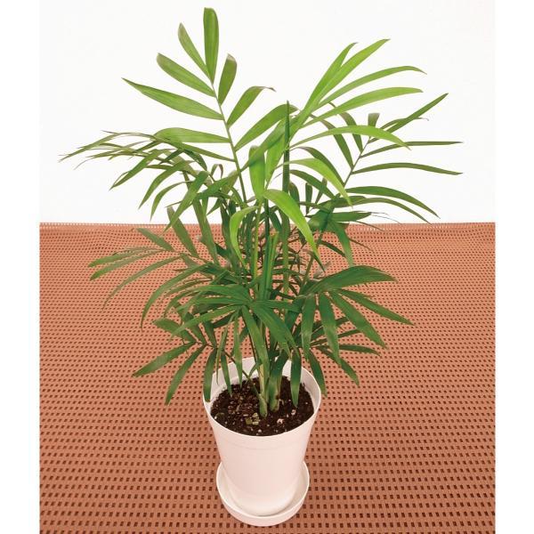 国華園 ミニ観葉植物 テーブル観葉 テーブルヤシ 3号鉢 1鉢 受け皿付