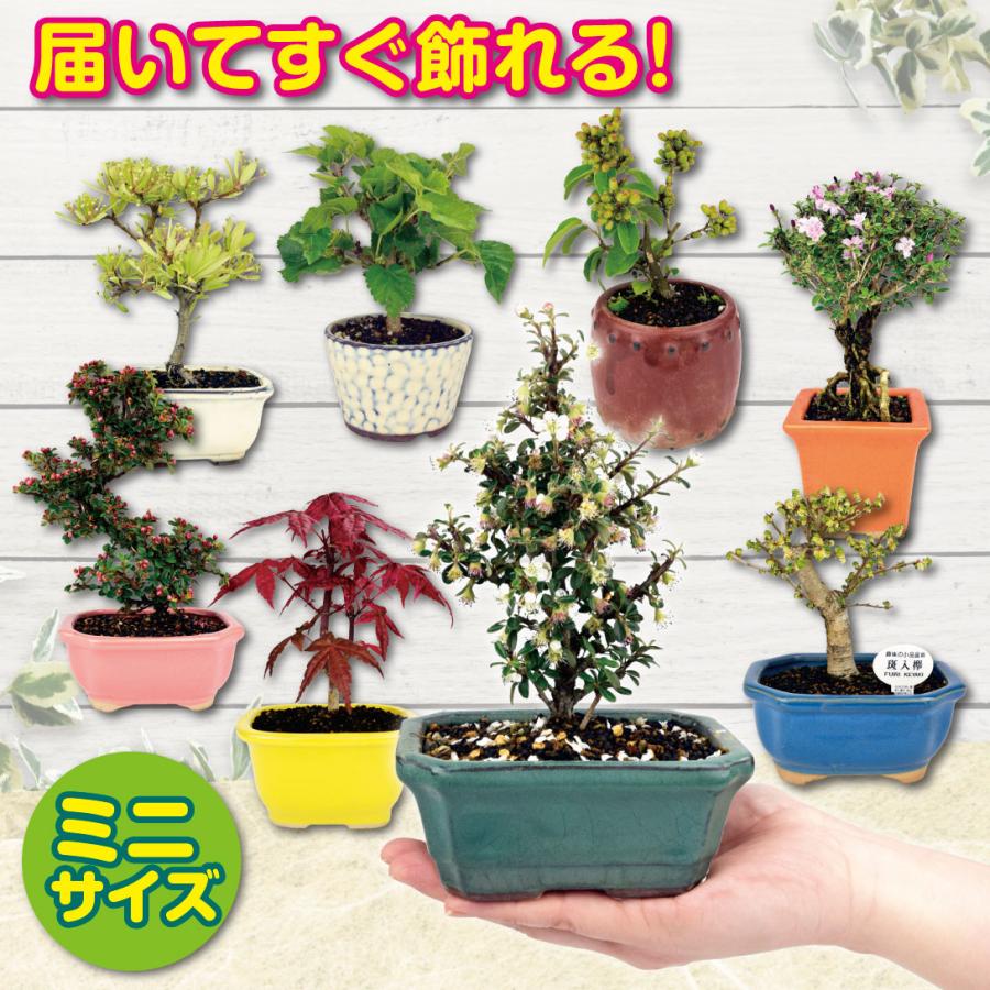 国華園 ミニ盆栽 ツルウメモドキ 1鉢 : 花と緑 国華園 - 通販 - Yahoo