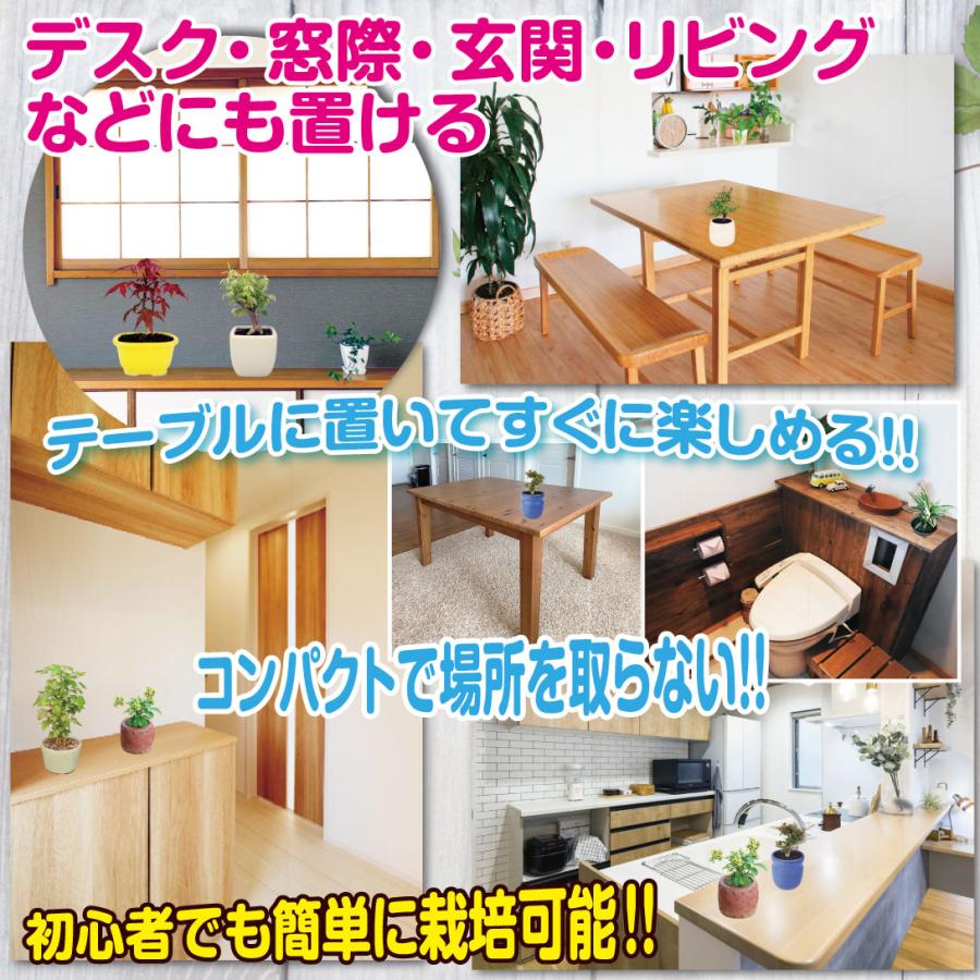 国華園 ミニ盆栽 紅目木 1鉢 : 花と緑 国華園 - 通販 - Yahoo!ショッピング