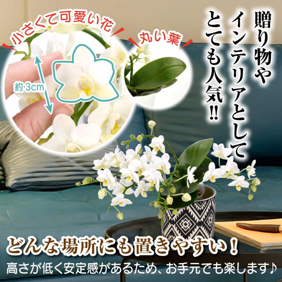 国華園 ミニ胡蝶蘭 ナザレ 1株 ミニコチョウラン 希少品種 : 花と緑 国