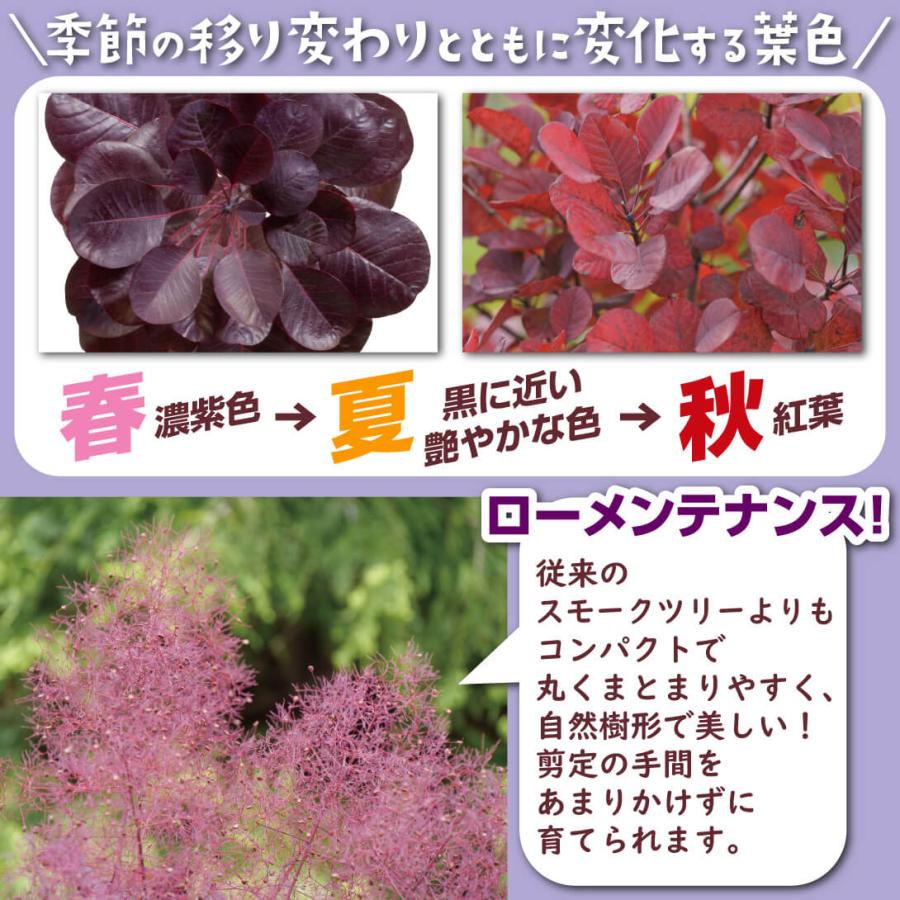 国華園 スモークツリー苗 フワリ― ワインクラフトブラック 1株 11cm