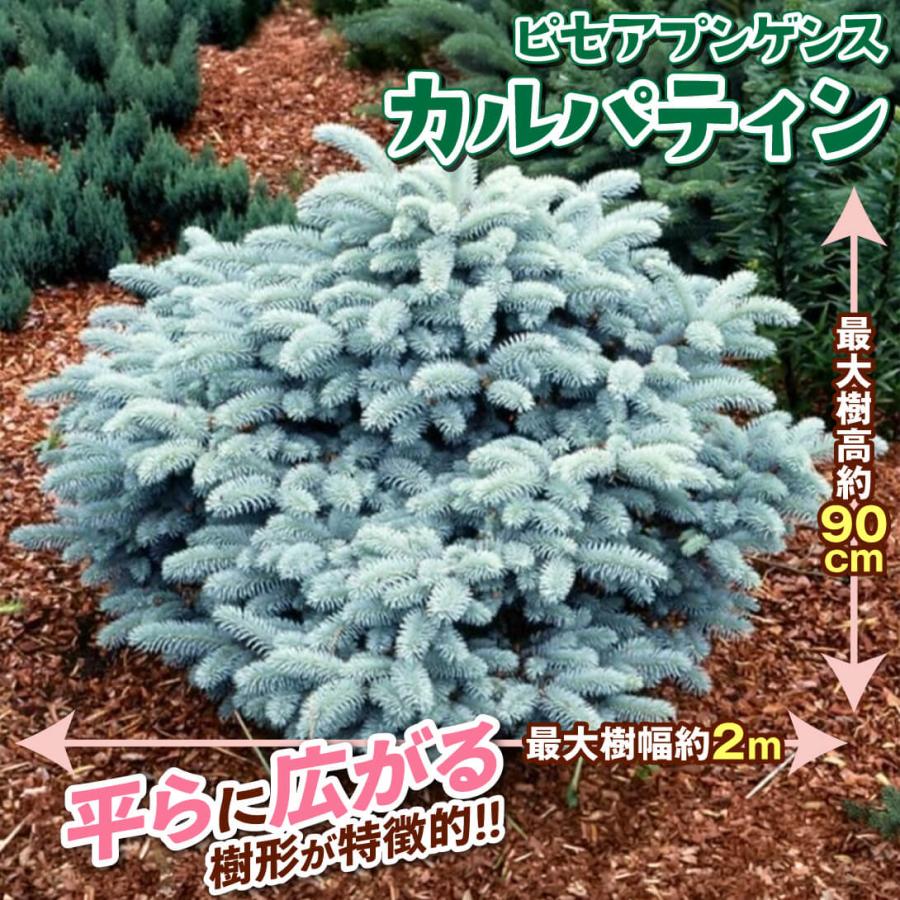 国華園 ピセアプンゲンス苗 カルパティン 1株 ポット苗 花木苗