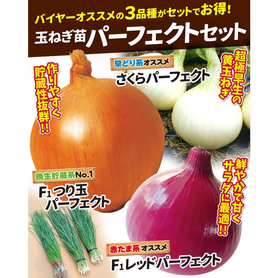 国華園 玉ねぎ苗 玉葱苗パーフェクトセット 3種150本（各50本） 送料