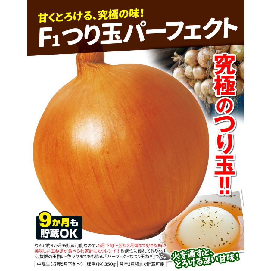 国華園 玉ねぎ苗 玉葱苗パーフェクトセット 3種150本（各50本） 送料
