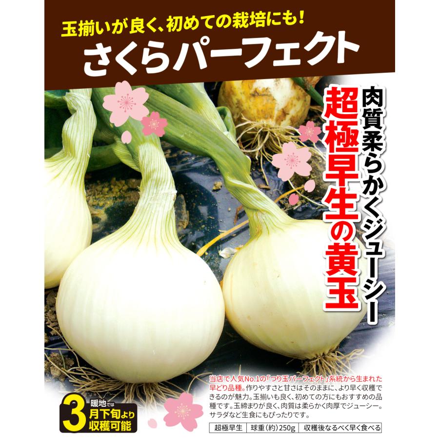 国華園 玉ねぎ苗 玉葱苗パーフェクトセット 3種150本（各50本） 送料