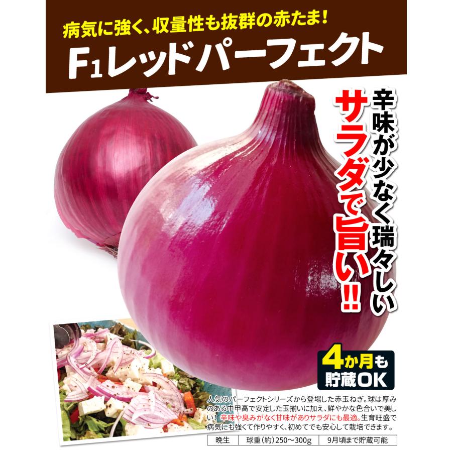 国華園 玉ねぎ苗 玉葱苗パーフェクトセット 3種150本（各50本） 送料