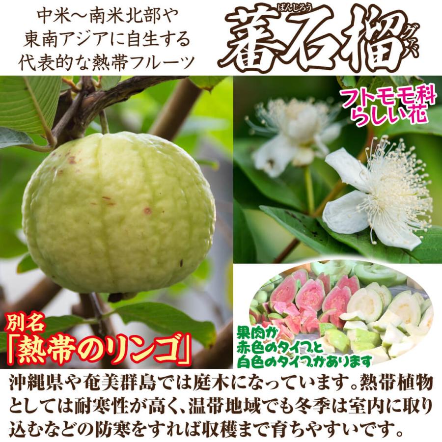 国華園 グァバ苗 スイートホワイトグァバ 1株 実生2年生13.5cmポット苗