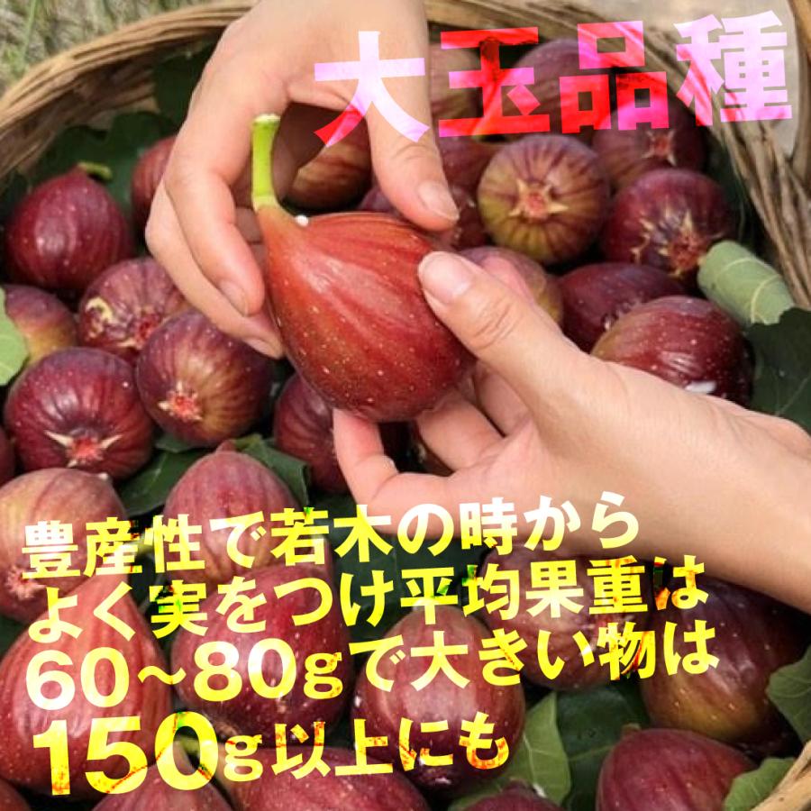 超希少樹種 イチジク Boysenberry Blush 接木2年生苗 超希少樹種
