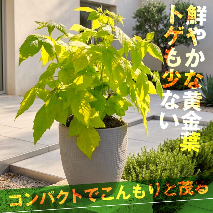 国華園 果樹苗 最新トゲなしラズベリーセット 2種2株 : 花と緑 国華園