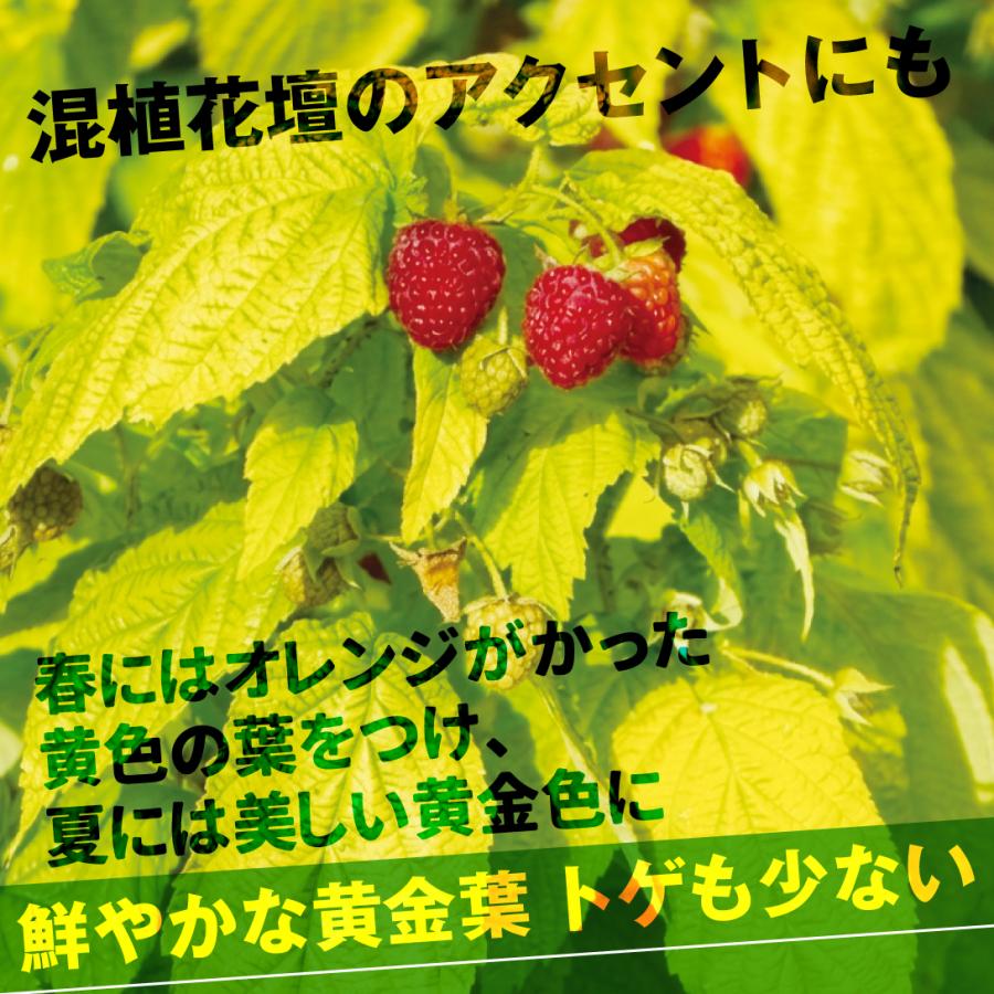 国華園 果樹苗 最新トゲなしラズベリーセット 2種2株 : 花と緑 国華園