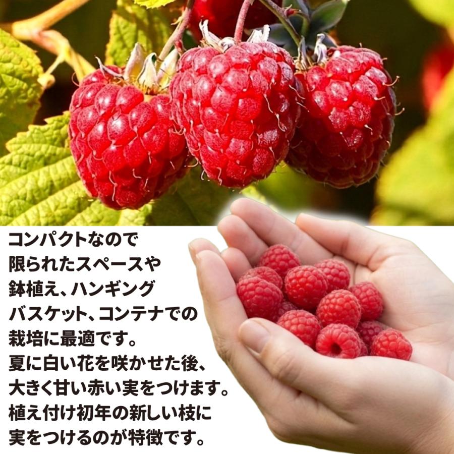 国華園 果樹苗 最新トゲなしラズベリーセット 2種2株 : 花と緑 国華園