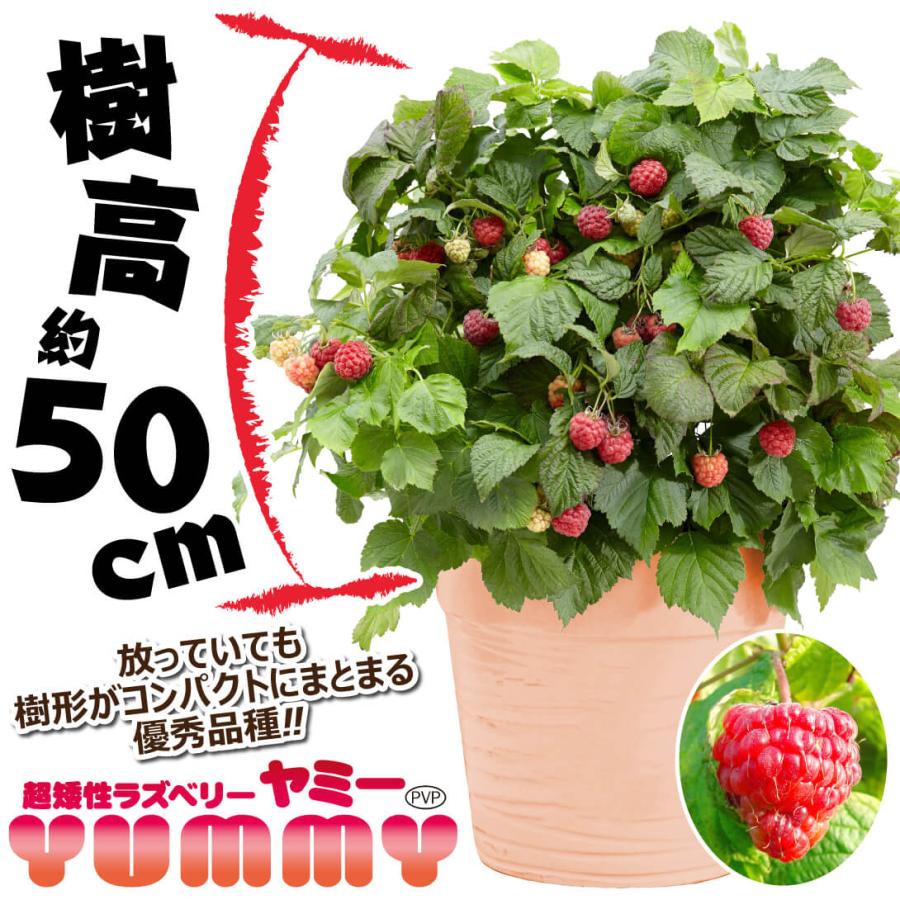国華園 果樹苗 最新トゲなしラズベリーセット 2種2株 : 花と緑 国華園