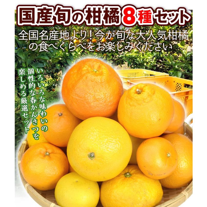 みかん 旬の柑橘 8種セット 約5kg 各種 2玉 せとか 不知火 甘夏 はっさく 河内晩柑 はるみ 清見 いよかん ご家庭用 食べ比べ Set 国華園 F 花と緑 国華園 通販 Yahoo ショッピング