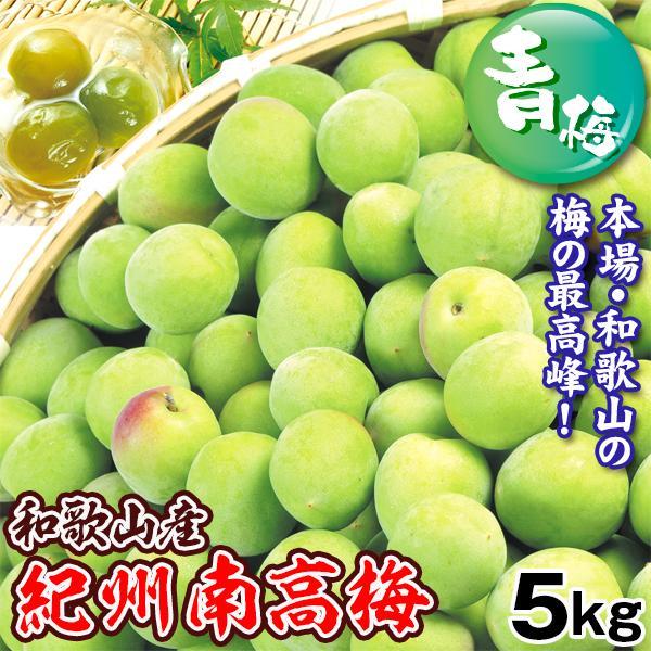国華園 梅 5kg 紀州南高梅【青梅】和歌山産 送料無料 食品 : 花と緑 国