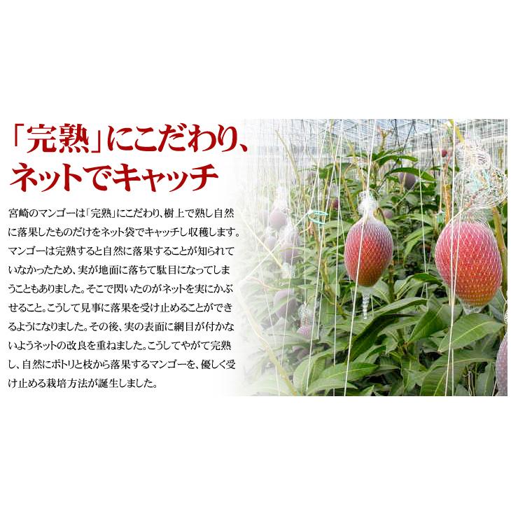 マンゴー 大玉アップルマンゴー 2玉 宮崎産 ご家庭用 合計800g マンゴー 大玉アップルマンゴー 2玉 宮崎産 ご家庭用 合計800g