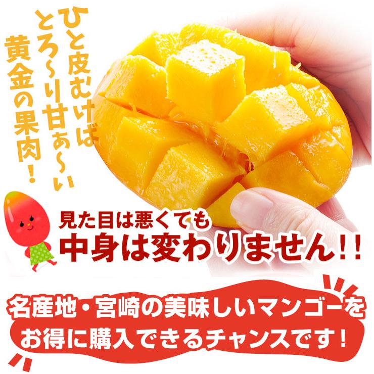 マンゴー 2玉 大玉アップルマンゴー 宮崎産 送料無料 合計800g〜1kg ご家庭用 太陽のタマゴと同じ品種 宮崎マンゴー フルーツ 食品｜kokkaen｜08