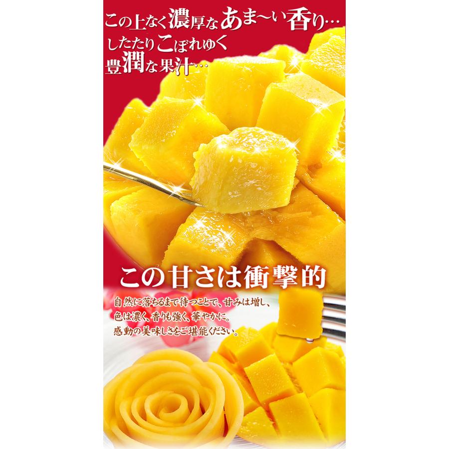マンゴー 大玉アップルマンゴー 2玉 宮崎産 ご家庭用 合計800g マンゴー 大玉アップルマンゴー 2玉 宮崎産 ご家庭用 合計800g