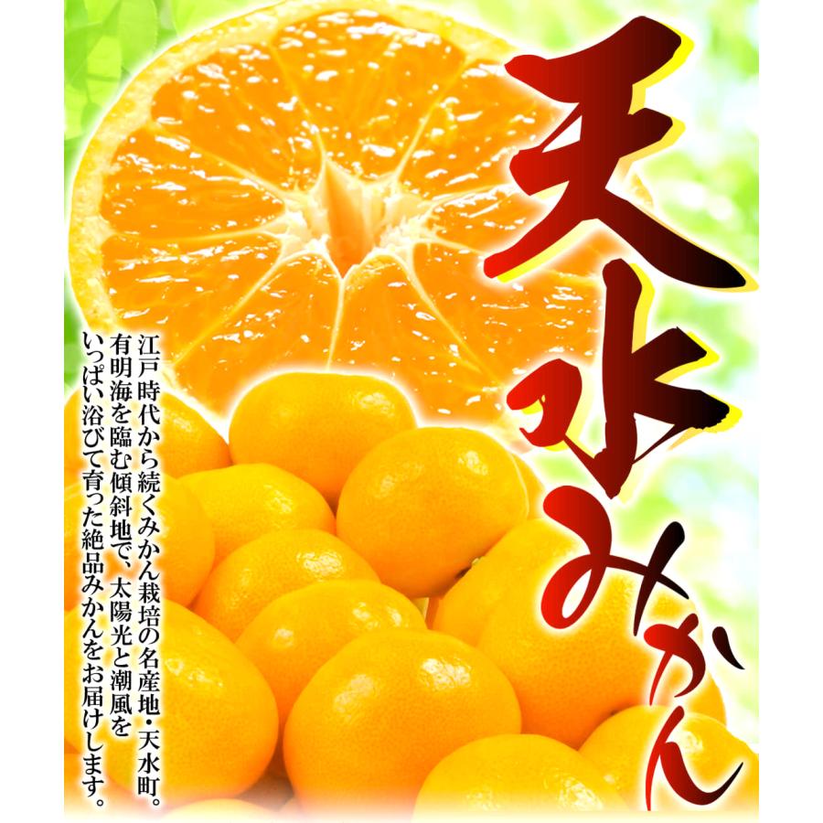 国華園 みかん 10kg 天水みかん 熊本産 温州みかん 送料無料 食品 : 花