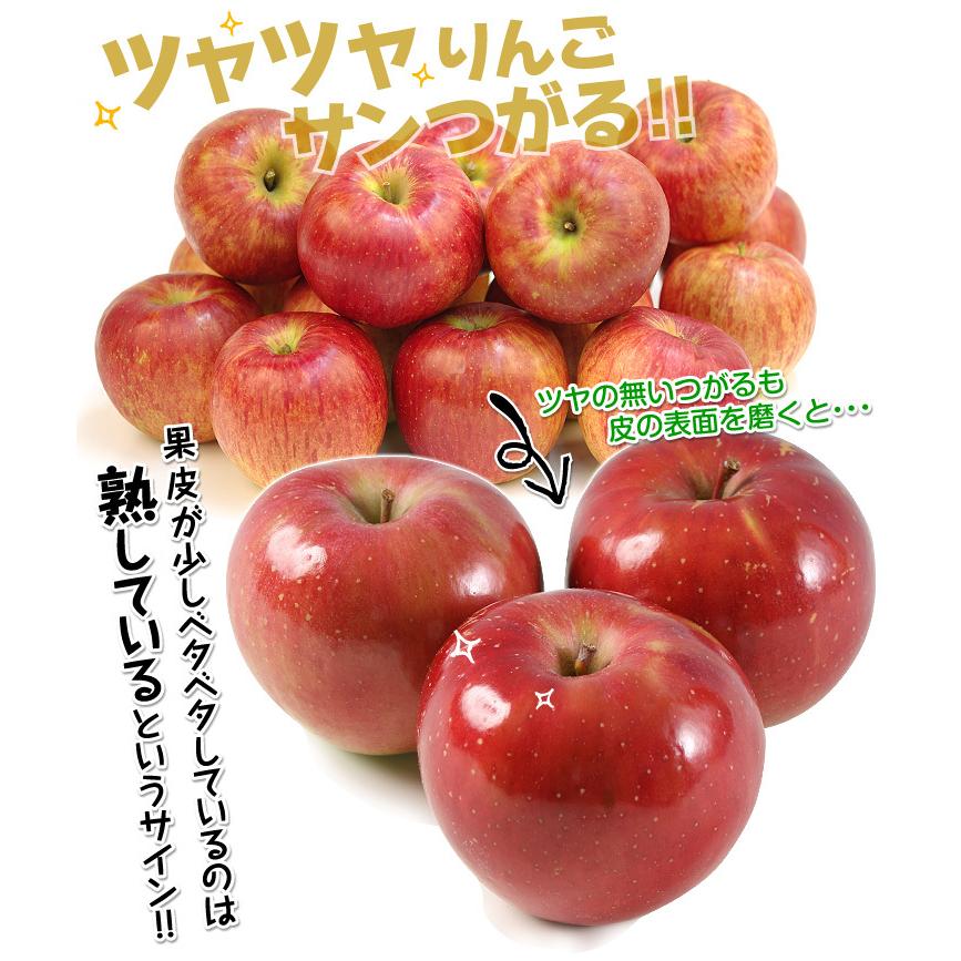 国華園 りんご 10kg ご家庭用 サンつがる 青森産 送料無料 食品【2026