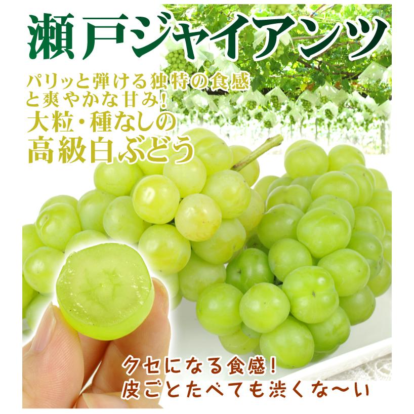 種なし皮ごと食べられる葡萄 瀬戸ジャイアンツ 苗木