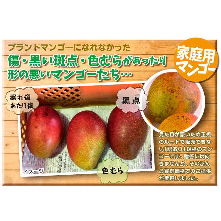 マンゴー ふぞろいアップルマンゴー 1kg 宮崎産 ご家庭用 宮崎マンゴー