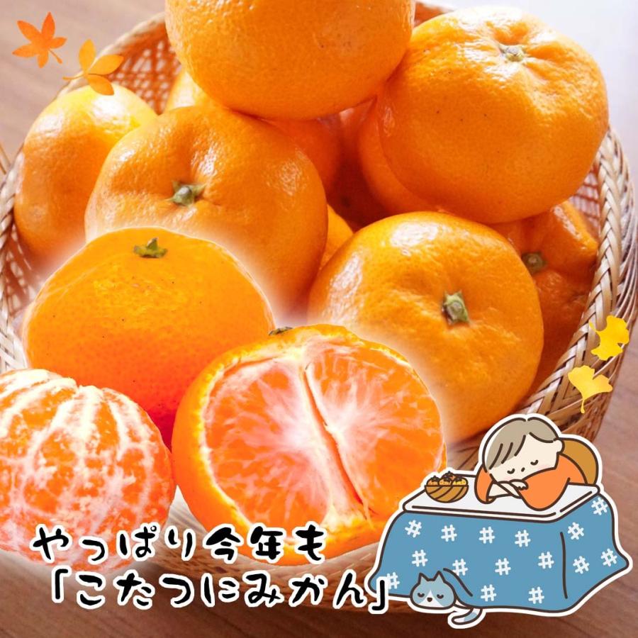 みかん 10kg こたつみかん 熊本産 温州 蜜柑 柑橘 果物 フルーツ 送料