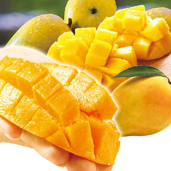 マンゴー インド産 極楽マンゴー 1kg 1箱 食品 フルーツ 送料無料 F467 花と緑 国華園 通販 Yahoo ショッピング