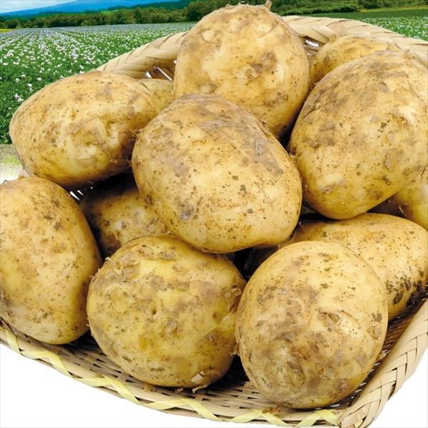 じゃがいも 10kg 北海道産 キタアカリ 大玉 2l 1箱 新物 新じゃが 送料無料 芋 野菜 食品 国華園 F722 花と緑 国華園 通販 Yahoo ショッピング