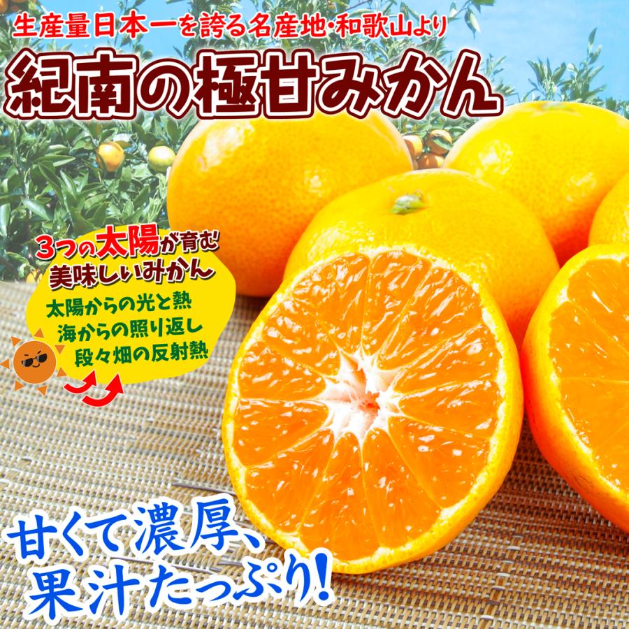 お得‼️希少品種‼️和歌山県産 紫の梅M.Sサイズ 10kg みかんキング みかん 10kg 紀南の極甘みかん 和歌山産 送料無料 食品 爆買 : 花と緑