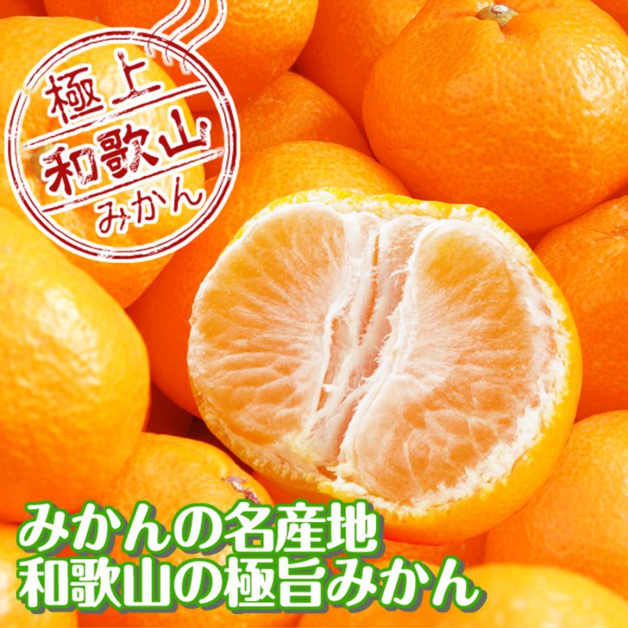みかん 10kg 紀南の極甘みかん 和歌山産 送料無料 食品 爆買 : 花と緑