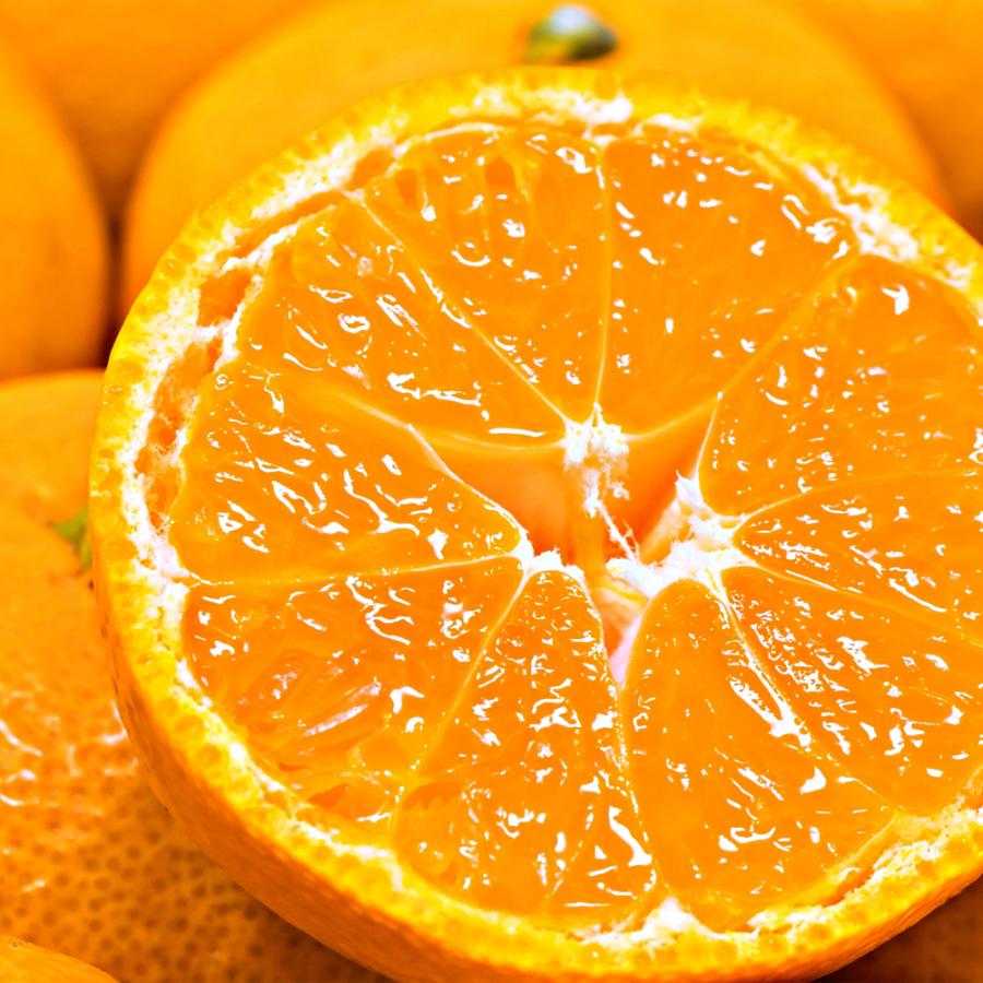 みかん 10kg 紀南の極甘みかん 和歌山産 ご家庭用 温州 ミカン 送料